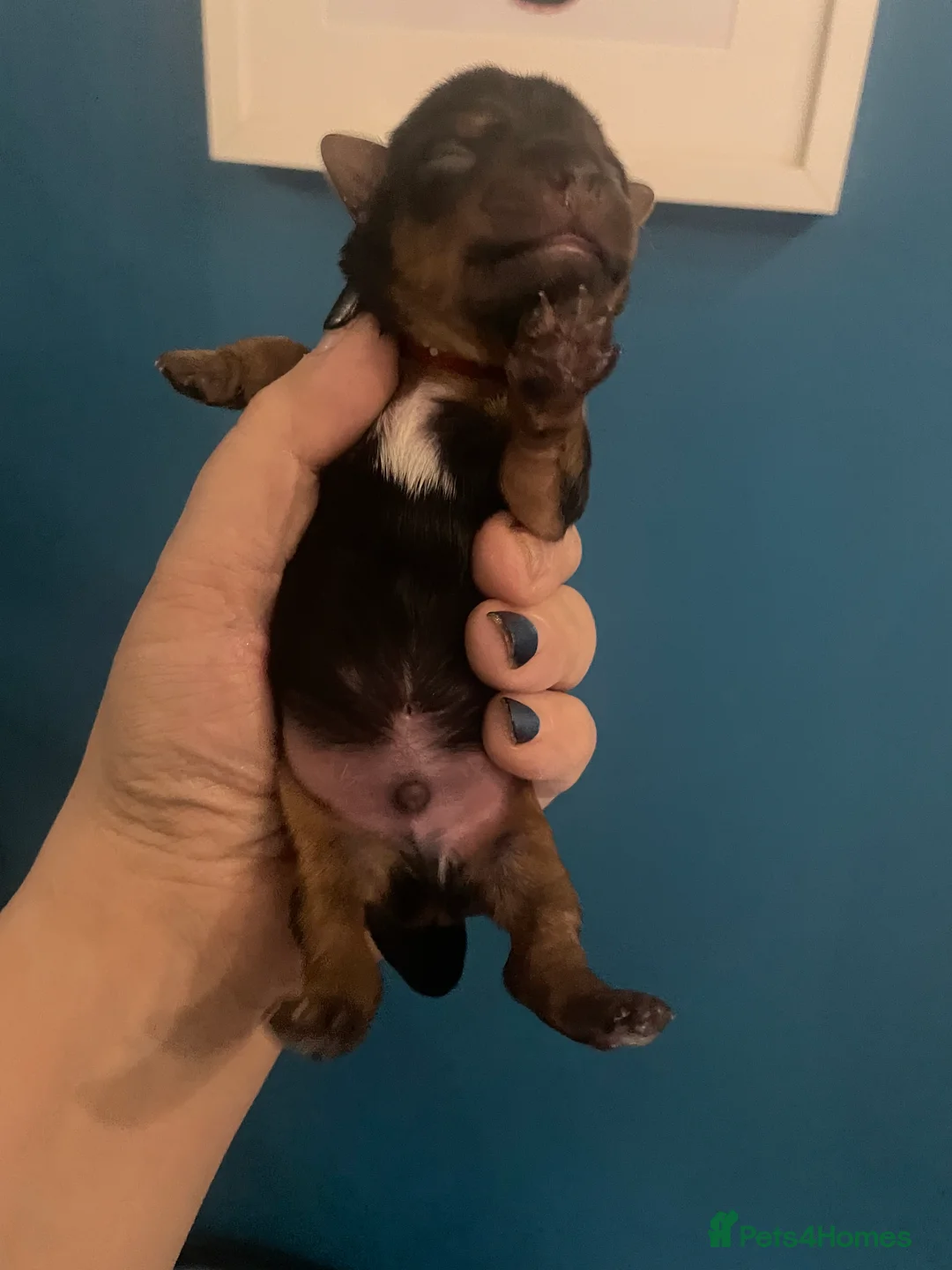 Yorkshire Terrier dogs for sale: Adorable Yorkshire terriers for sale  in Gateshead - Advert 7