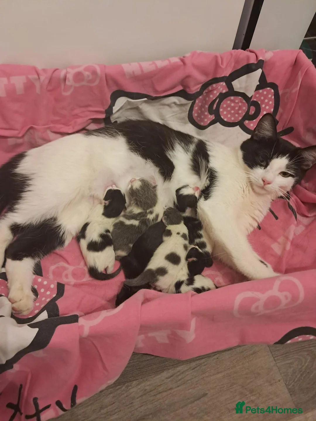 Mixed Breed cats for sale: Kitten looking for loving home in Abingdon - Advert 12