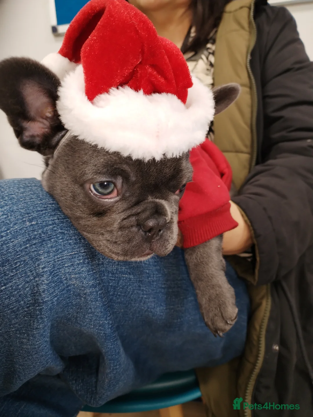 French Bulldog dogs for sale: French bulldog female blue colour - Advert 3