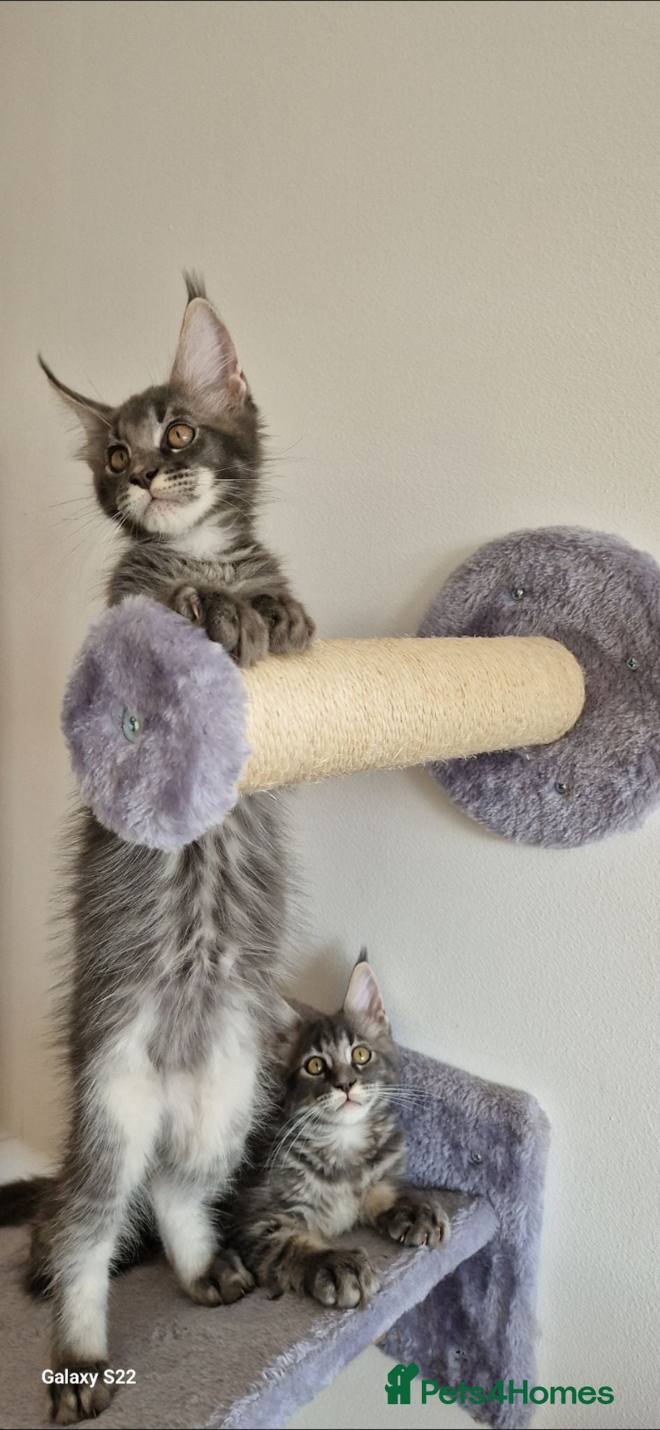 Maine Coon cats READY FOR COLLECTION  TICA registered kittens - Advert 4
