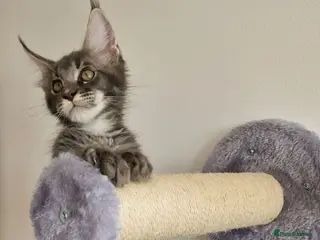 Maine Coon cats READY FOR COLLECTION TICA registered kittens - Advert 4