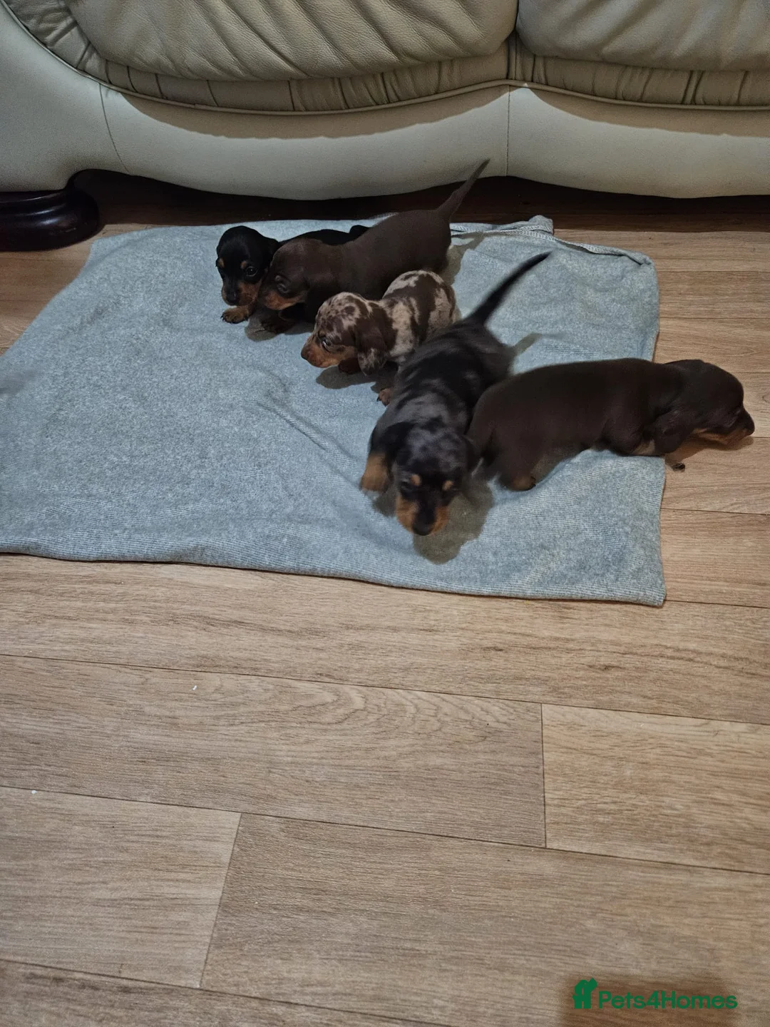 Miniature Dachshund dogs for sale: Stunning miniature dachshund puppies  - Advert 9