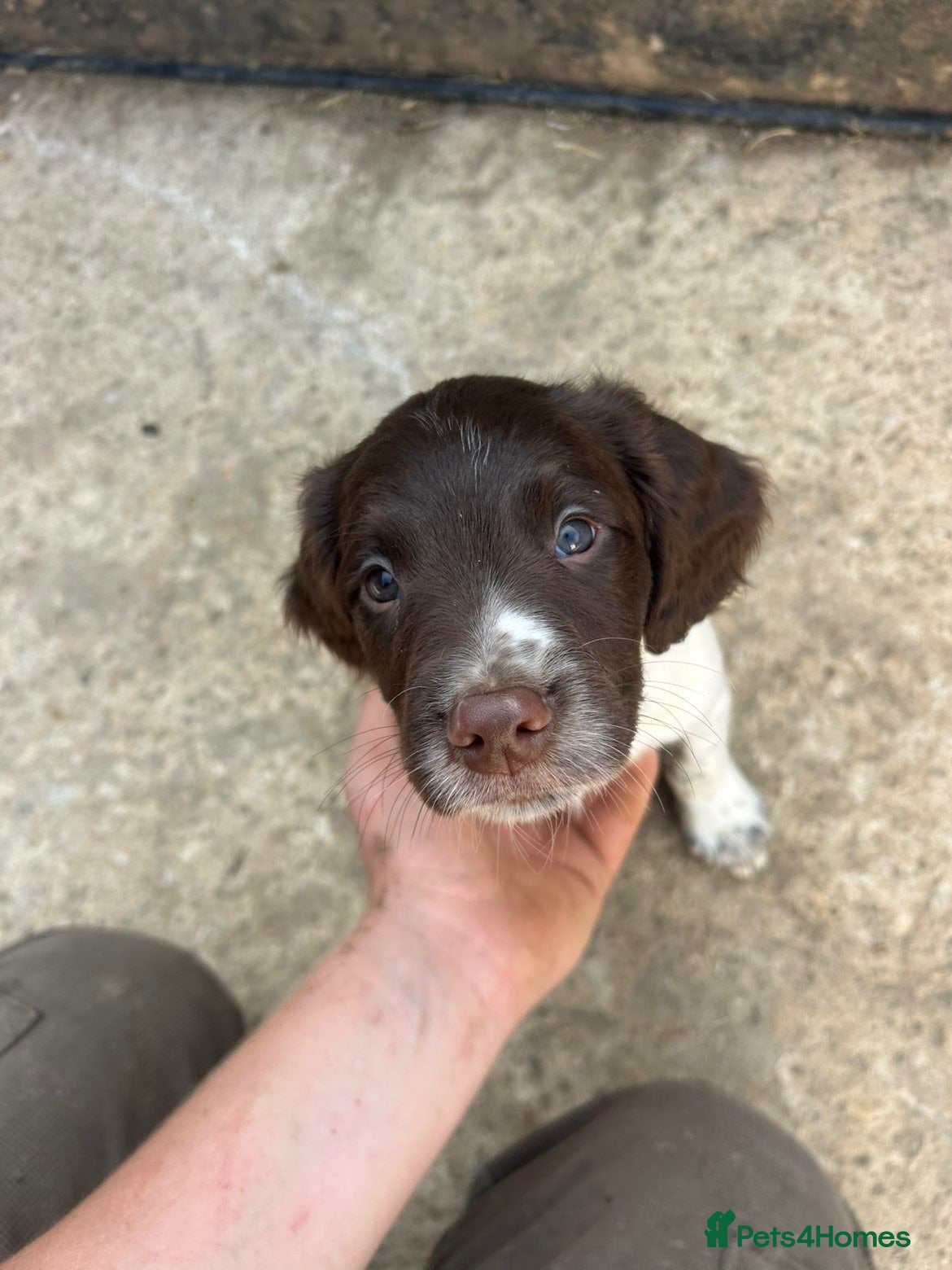 English Springer Spaniel dogs 1 gorgeous boy left- Working Springer Spaniels  - Advert 3