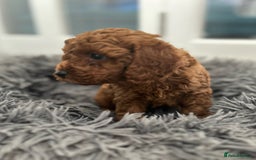 Cavapoo dogs for sale: F1B CAVAPOO FOX RED - Image 14