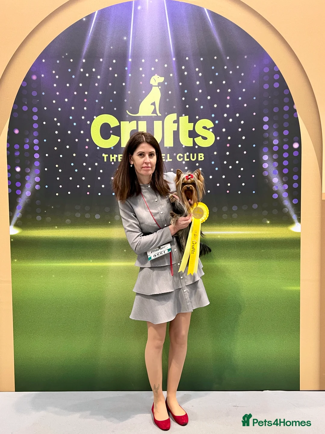 Yorkshire Terrier dogs for stud: KC REG Yorkshire terrier for STUD in Kettering - Advert 11