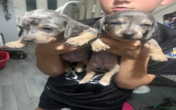 Dachshund dogs for sale: Beautiful litter of dachshund babies  - Image 1