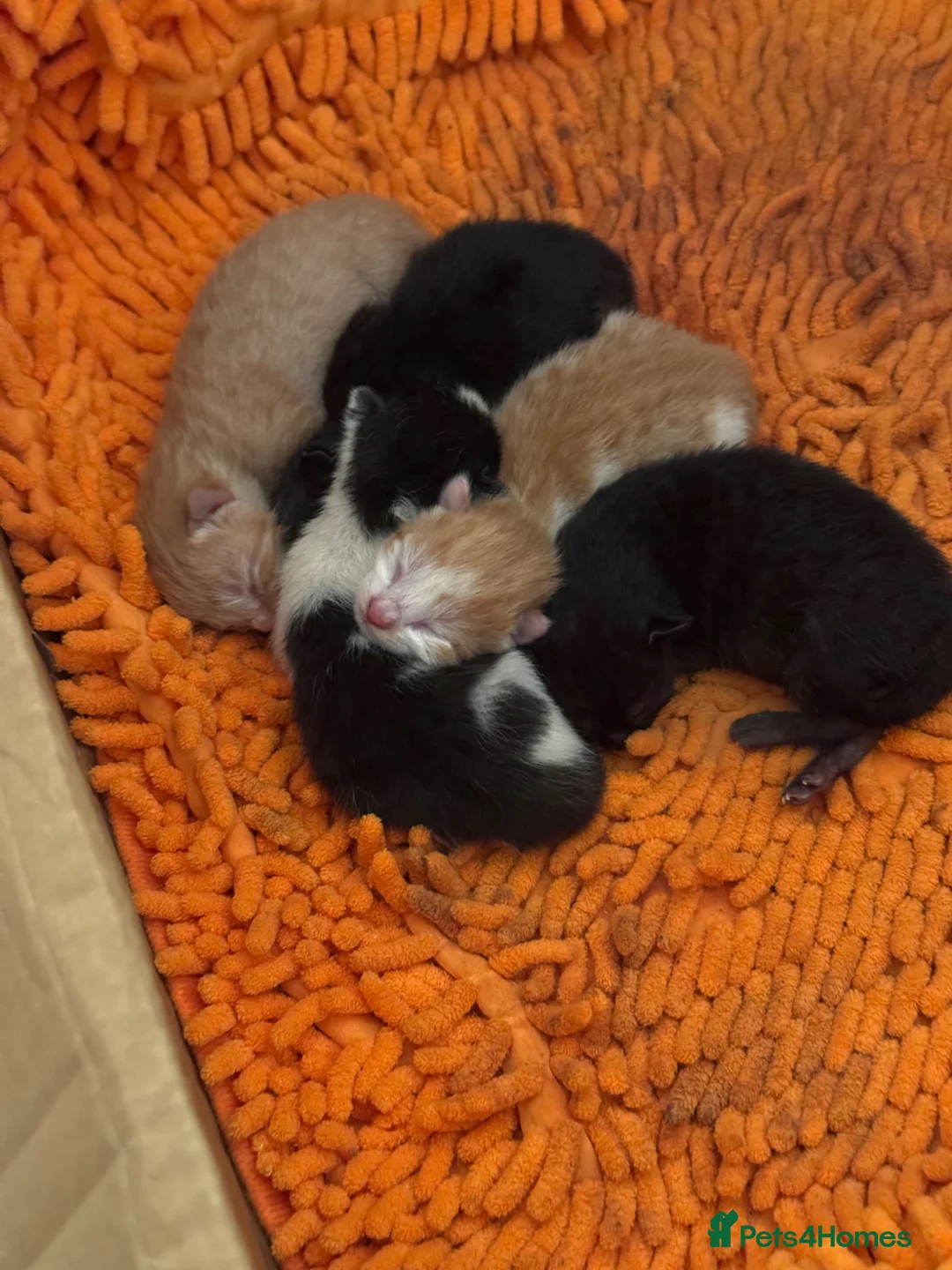 Mixed Breed cats for sale: Mixed breed stunning kittens - Advert 1