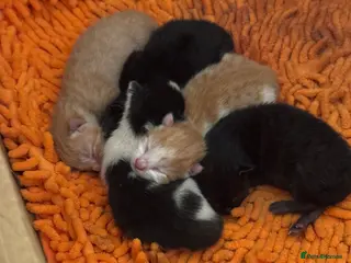 Mixed Breed cats Mixed breed stunning kittens - Advert 1