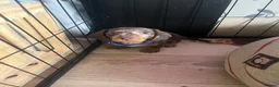 Dachshund dogs for sale: Dachshund puppies for sale  - Advert 28