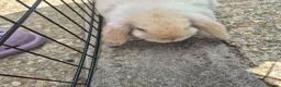 Mini Lop rabbits for sale: Gorgeous mini lop kits ready for new homes - Advert 16
