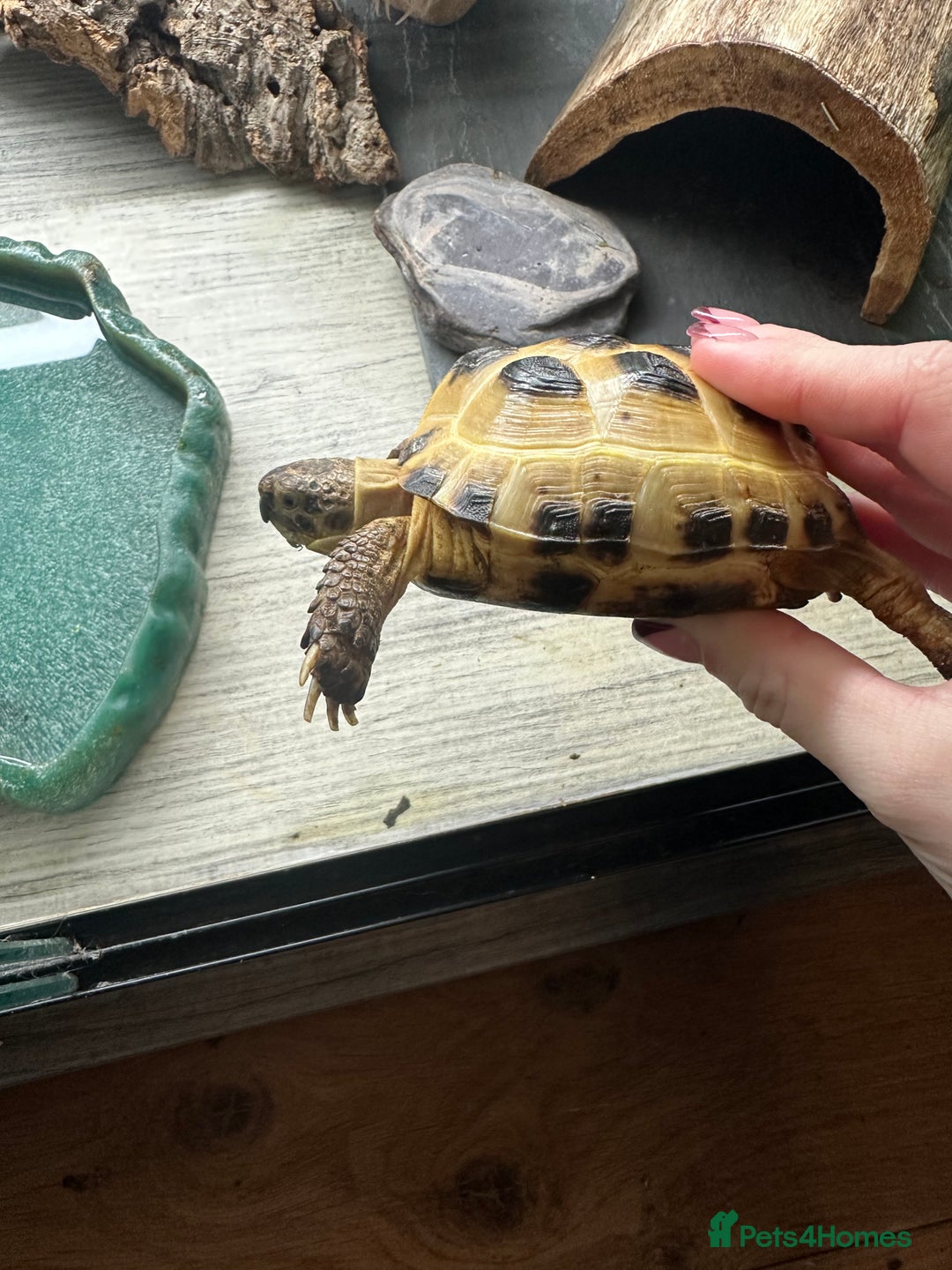 Tortoise reptiles for sale: 5 year old horsfield tortoise and full set up  - Advert 10