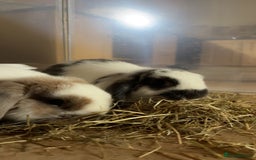 Mini Lop rabbits for sale: Two mini lops rabbits 4 sale  - Image 4