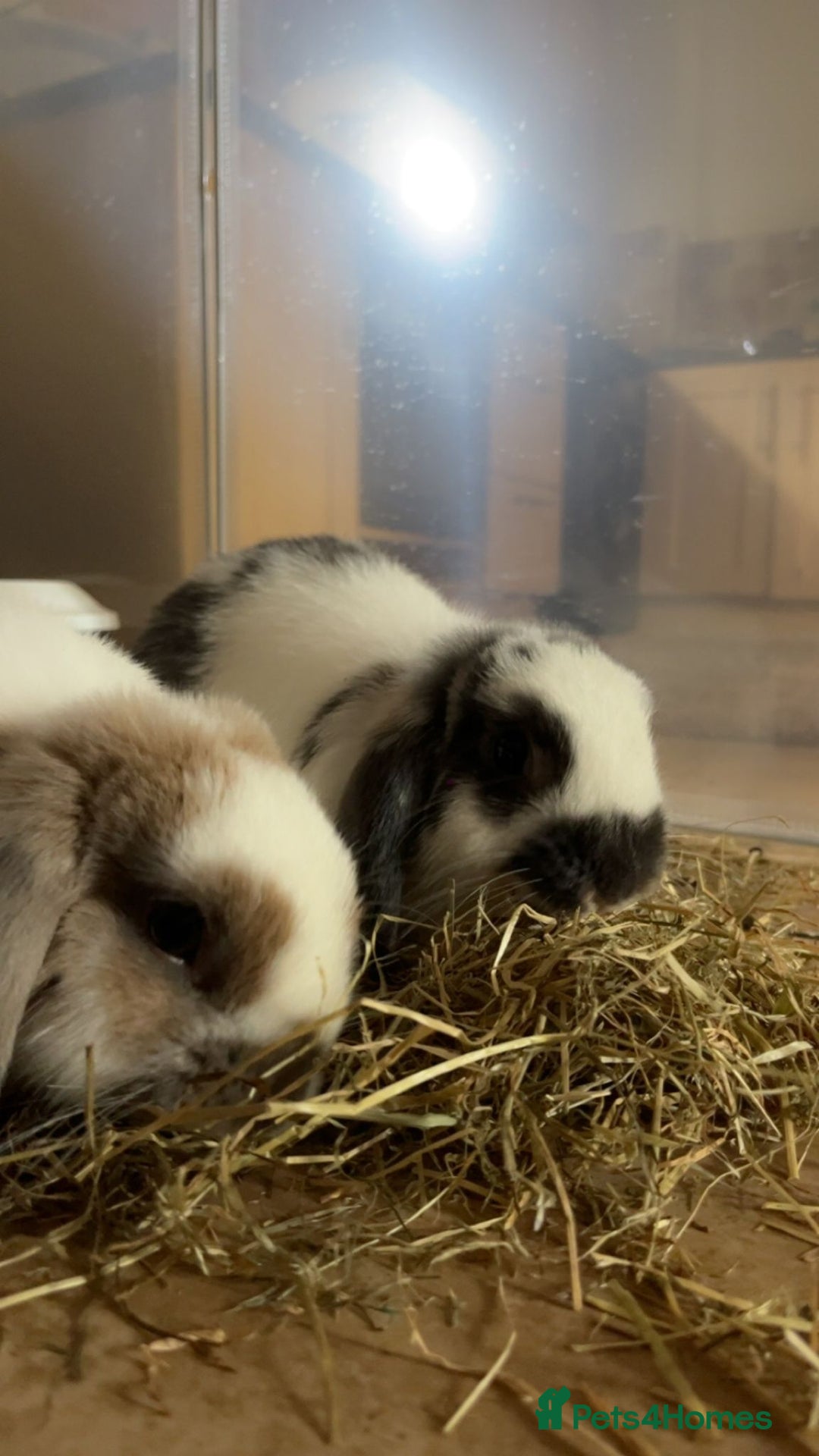 Mini Lop rabbits for sale: Two mini lops rabbits 4 sale  - Image 4