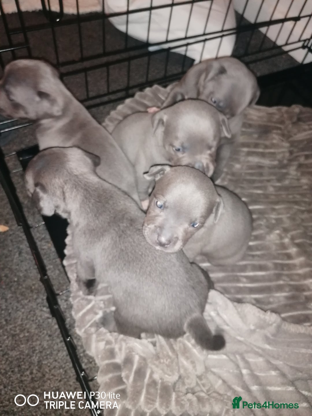 Staffordshire Bull Terrier dogs for sale: Stunning blue Staffordshire bull terrier puppies  - Advert 3