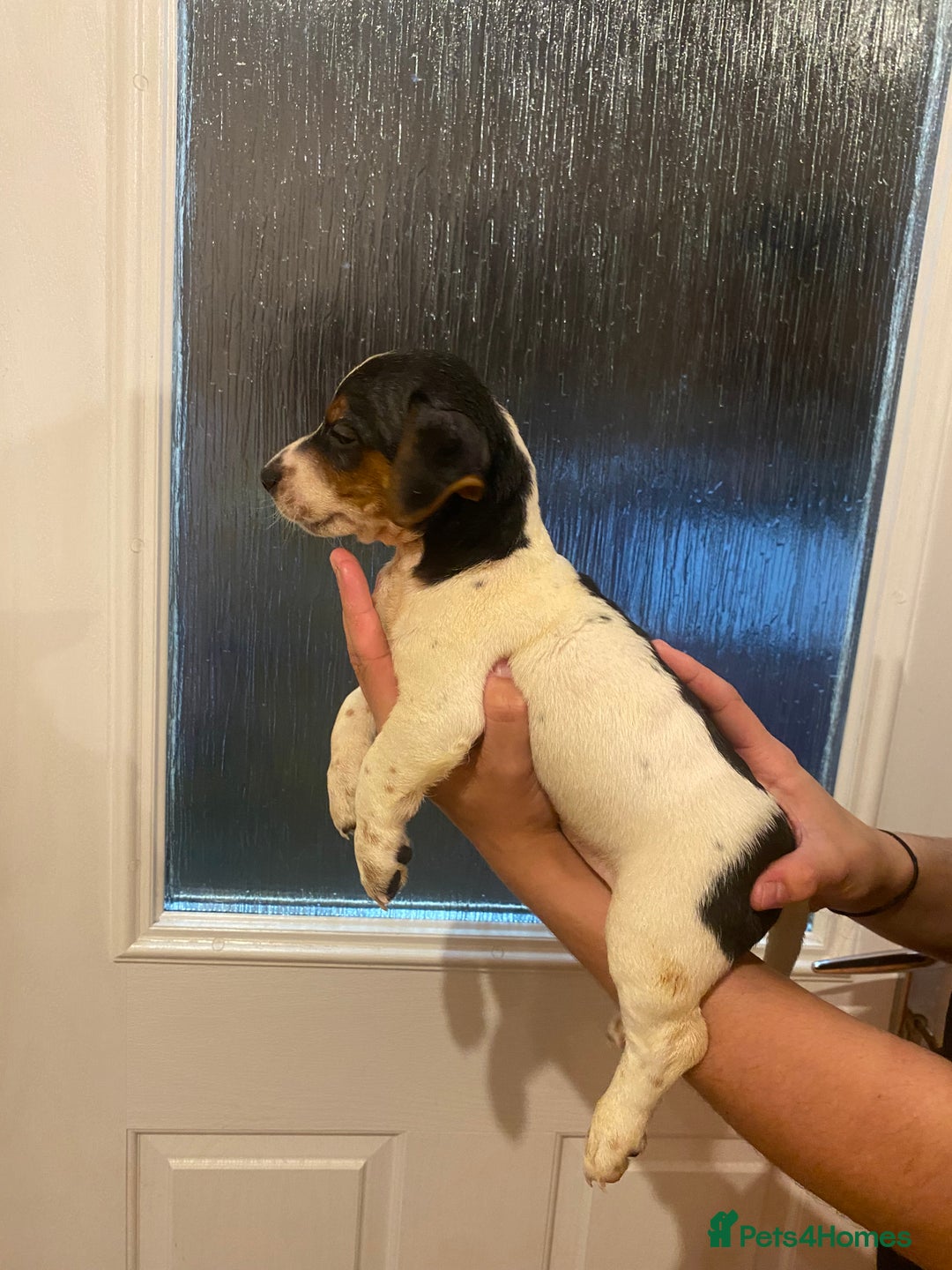 Jack Russell dogs for sale: Jack Russell puppy  - Image 4