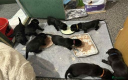 Mixed Breed dogs for sale: Springer Spaniels cross - Image 20