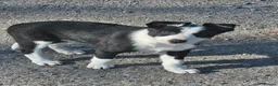 Border Collie dogs for sale: ISDS Border Collie Pups - Advert 20