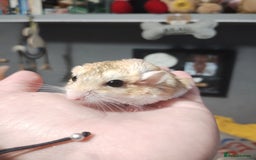 Gerbil rodents for sale: Female duprasi  - Image 2