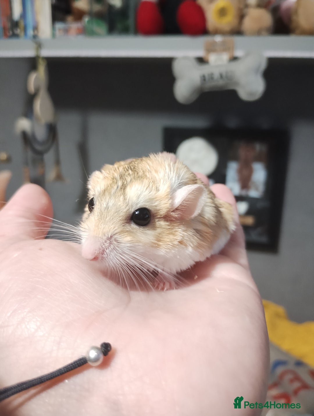 Gerbil rodents for sale: Female duprasi  - Image 2