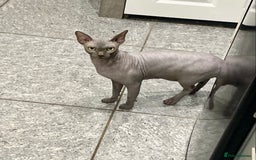 Sphynx cats for sale: Beautiful blue boy  - Image 8