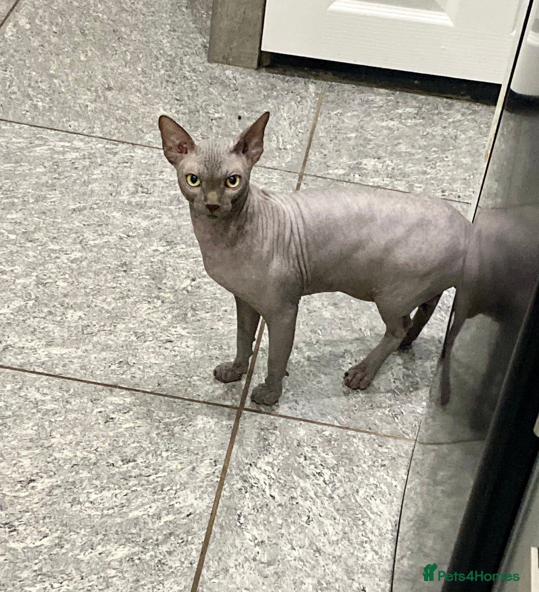 Sphynx cats for sale: Beautiful blue boy  - Image 8