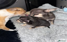 Chihuahua dogs for sale: 🩵 𝓬𝓾𝓭𝓭𝓵𝔂 𝓪𝓷𝓭 𝓹𝓵𝓪𝔂𝓯𝓾𝓵 𝓫𝓸𝔂𝓼🩵 - Image 10