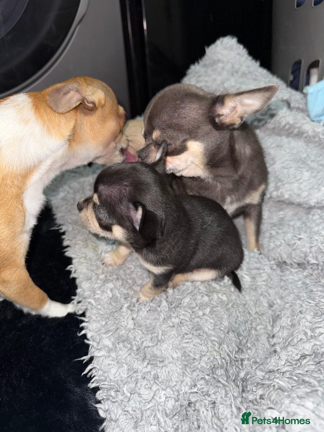 Chihuahua dogs for sale: 🩵 𝓬𝓾𝓭𝓭𝓵𝔂 𝓪𝓷𝓭 𝓹𝓵𝓪𝔂𝓯𝓾𝓵 𝓫𝓸𝔂𝓼🩵 - Image 10