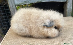 Guinea Pig rodents for sale: Swiss baby sow - Image 1