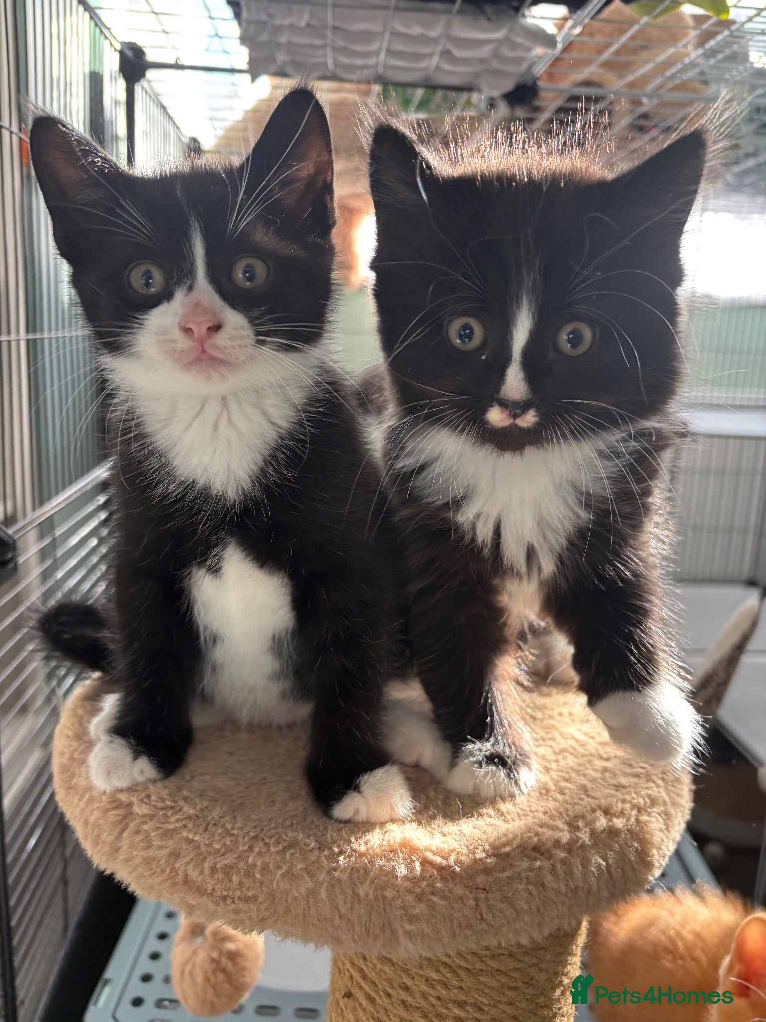 European cats Kittens  - Advert 2