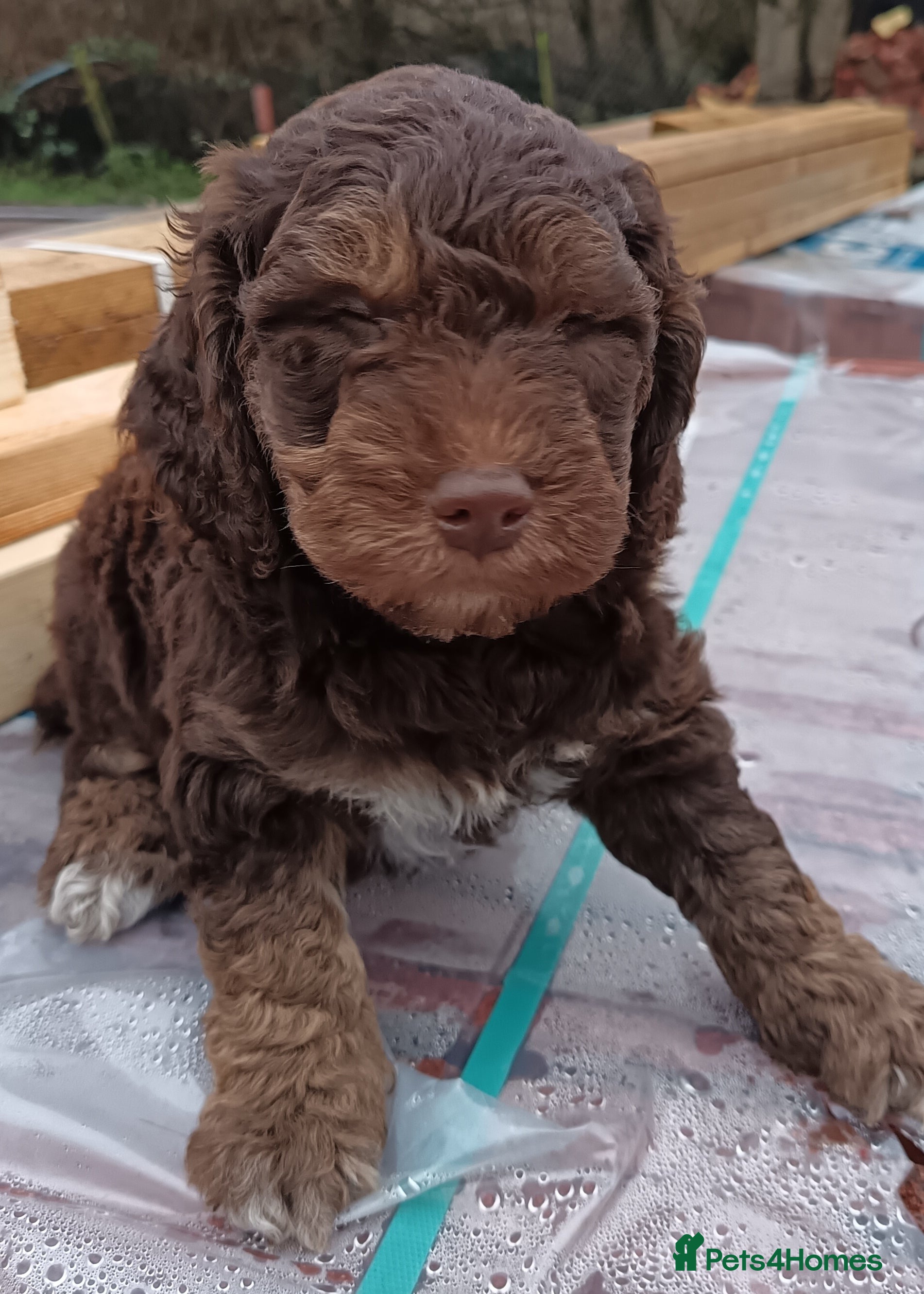 Double Doodle dogs 🌈Ethically Bred, Scientifically Raised 🌈🌈 - Advert 3