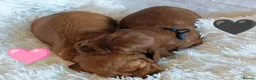 Cockapoo dogs for sale: F1 Cockapoo puppies fully DNA tested parents  - Advert 5