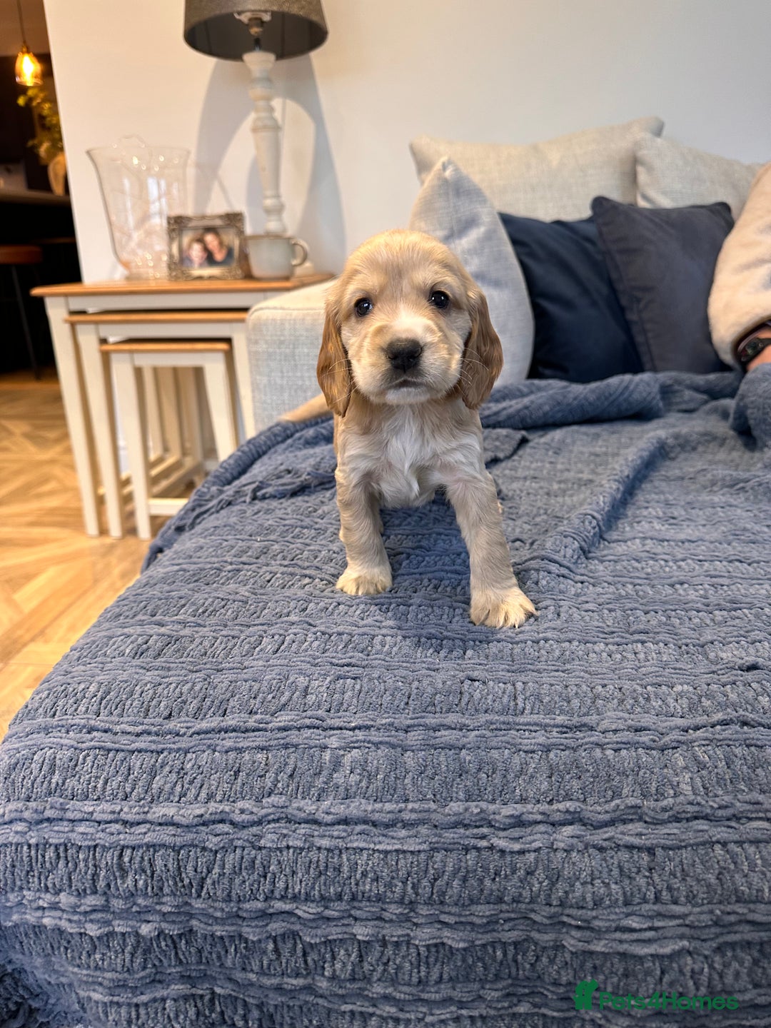 Cocker Spaniel dogs for sale: Stunning Working X Show Puppies. The Perfect Mix - Advert 9