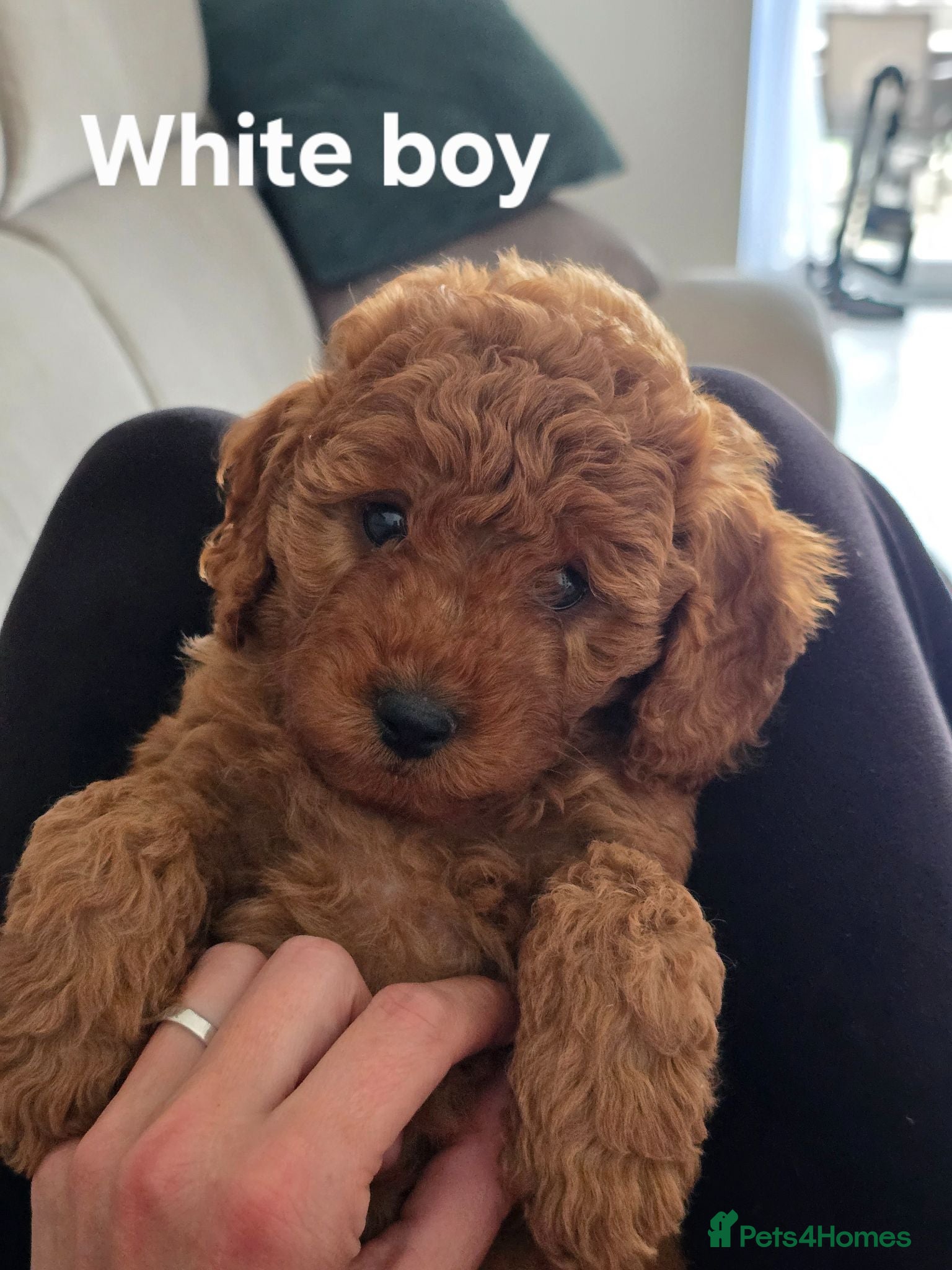 Cavapoo dogs ❤️Cavapoo F1b❤️ DNA tested  - Advert 1