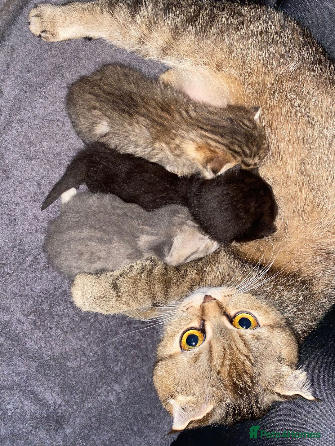 Scottish Fold cats for sale: SCOTTISH FOLD KITTENS - Advert 2