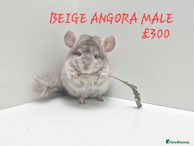 Chinchilla rodents STUNNING BABIES CHINCHILLA MIX COLOURS AND GENDER - Advert 1