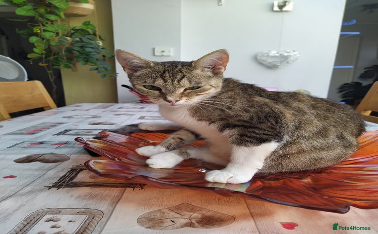 Domestic Shorthair cats - Advert 5