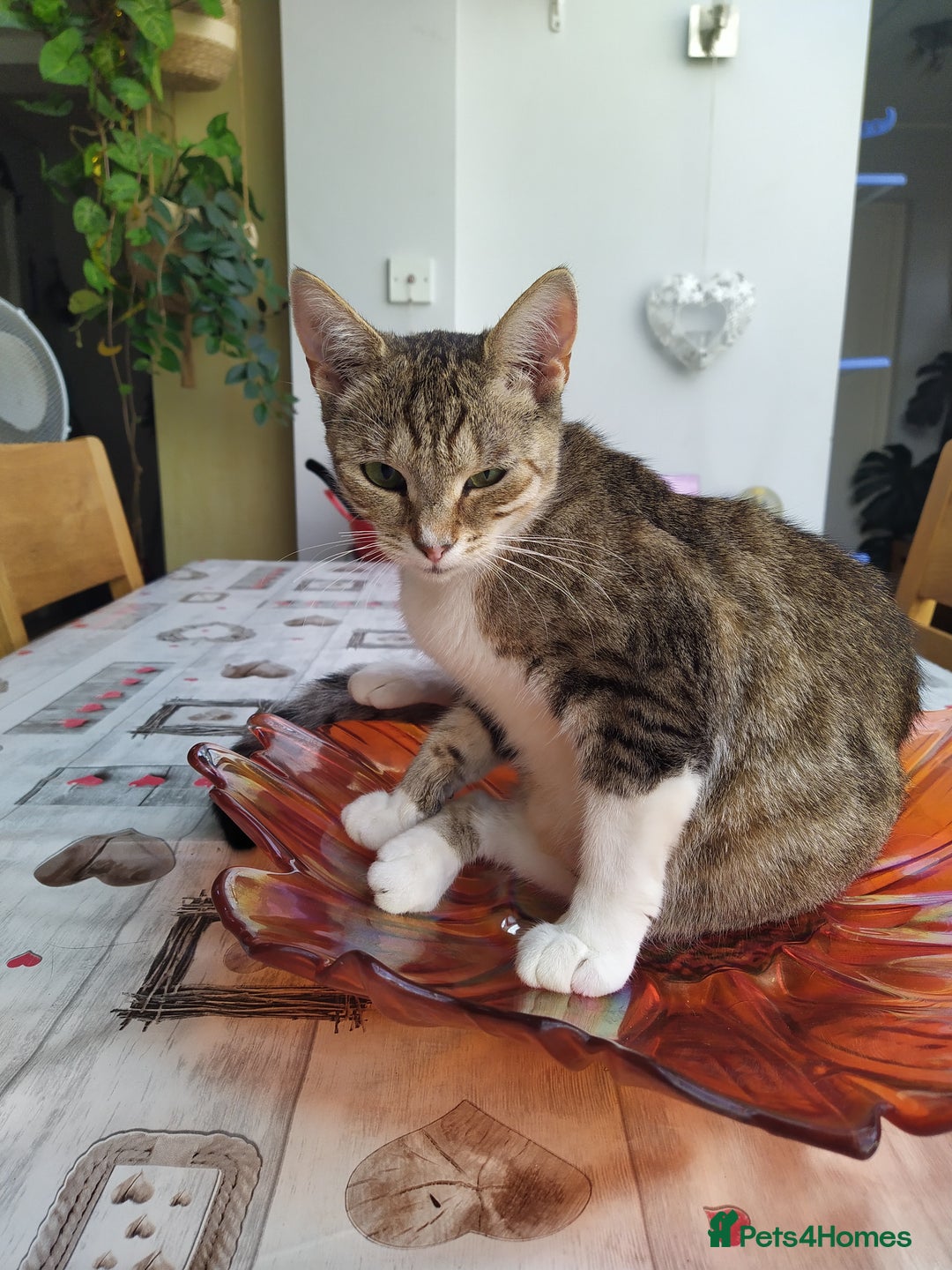 Domestic Shorthair cats for sale: Squeakies babies - Image 1