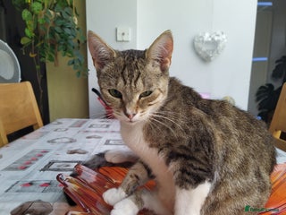 Domestic Shorthair cats - Advert 30