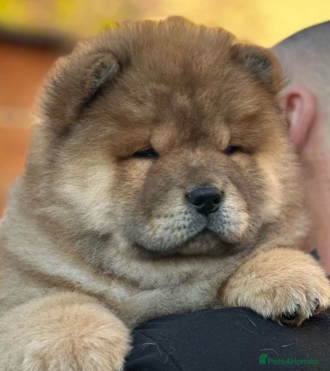 Chow Chow dogs for sale: Kc Registered Chow Chow Pups - Image 22