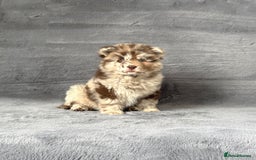 Chow Chow dogs for sale: Stunning Exotic colour chowsky puppies for sale  - Image 1