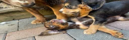Cocker Spaniel dogs for sale: Tri dog in Southampton - Advert 3
