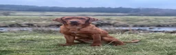 Labrador Retriever dogs for sale: Exceptional Fox Red Labrador Retriever Puppies - Advert 8