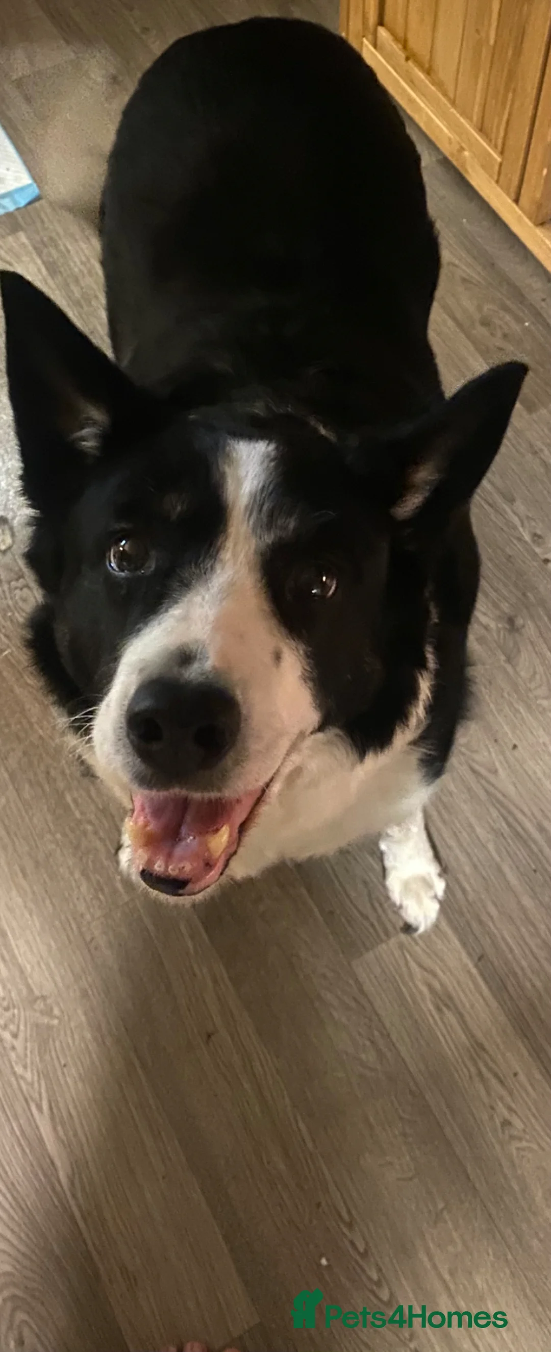 Border Collie dogs for sale: Female border collie - Advert 1