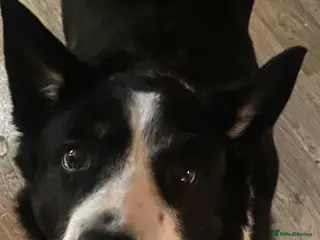 Border Collie dogs Female border collie - Advert 3