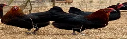 Chickens poultry for sale: Beautiful hybrid hens POL - Advert 15