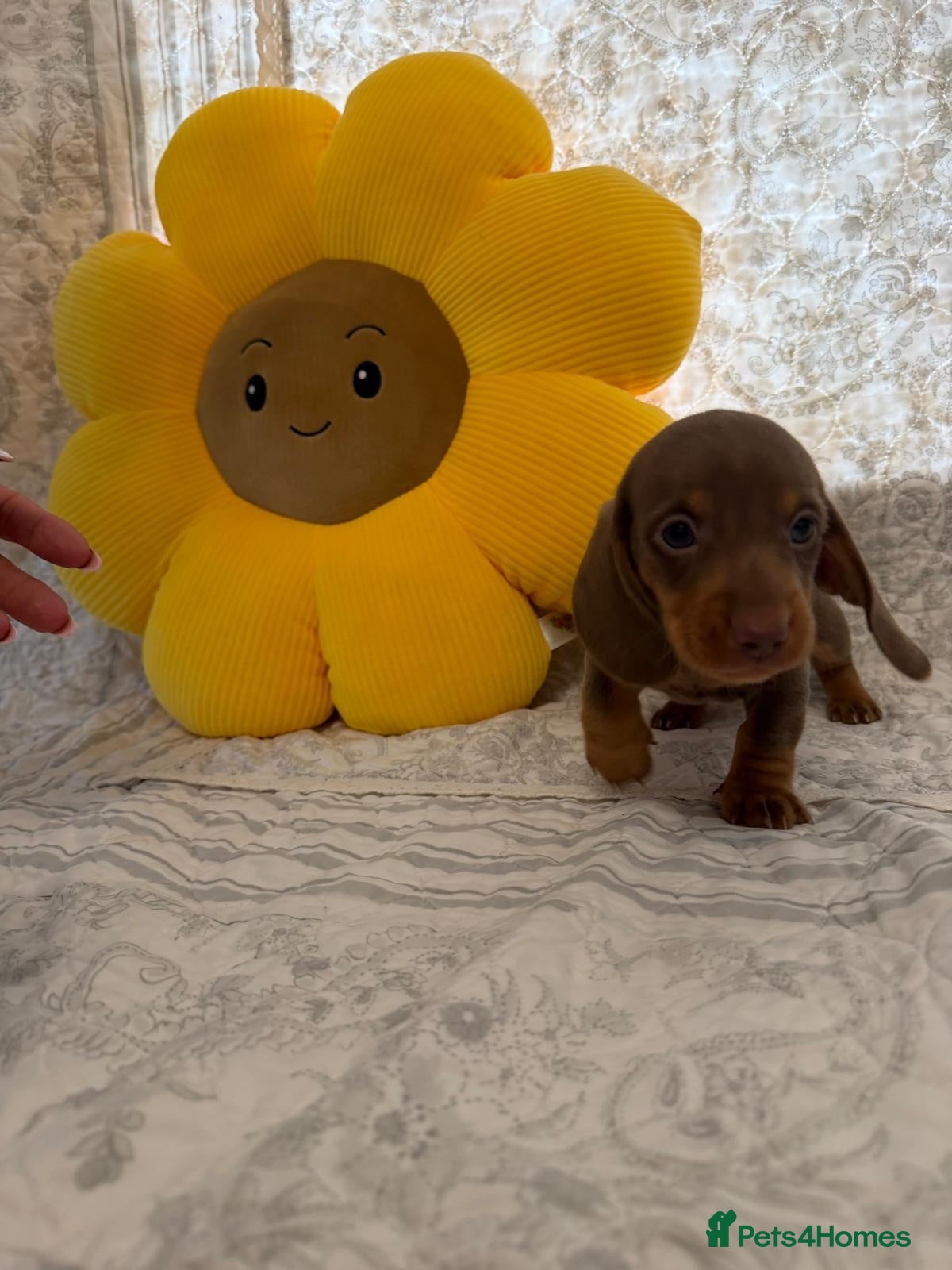 Miniature Dachshund dogs 🤩4 stunning miniature dachshund 🤩 - Advert 16