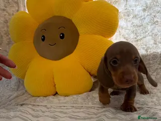Miniature Dachshund dogs 🤩4 stunning miniature dachshund 🤩 - Advert 12