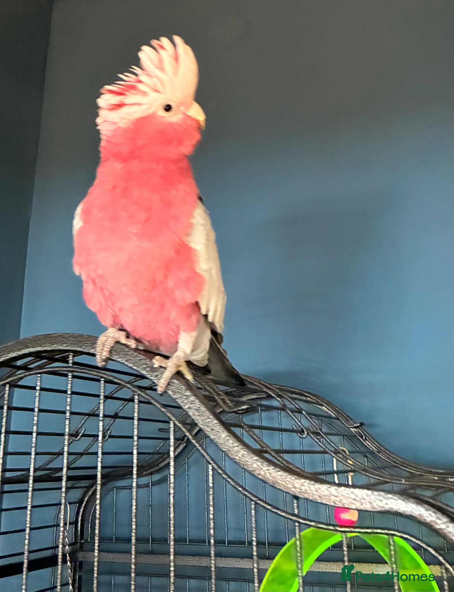 Cockatoo birds for sale: Galah cockatoo  in Pontypool - Advert 1