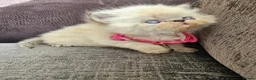 Persian cats for sale: Stunning Top Quality Persian Kittens  - Advert 15