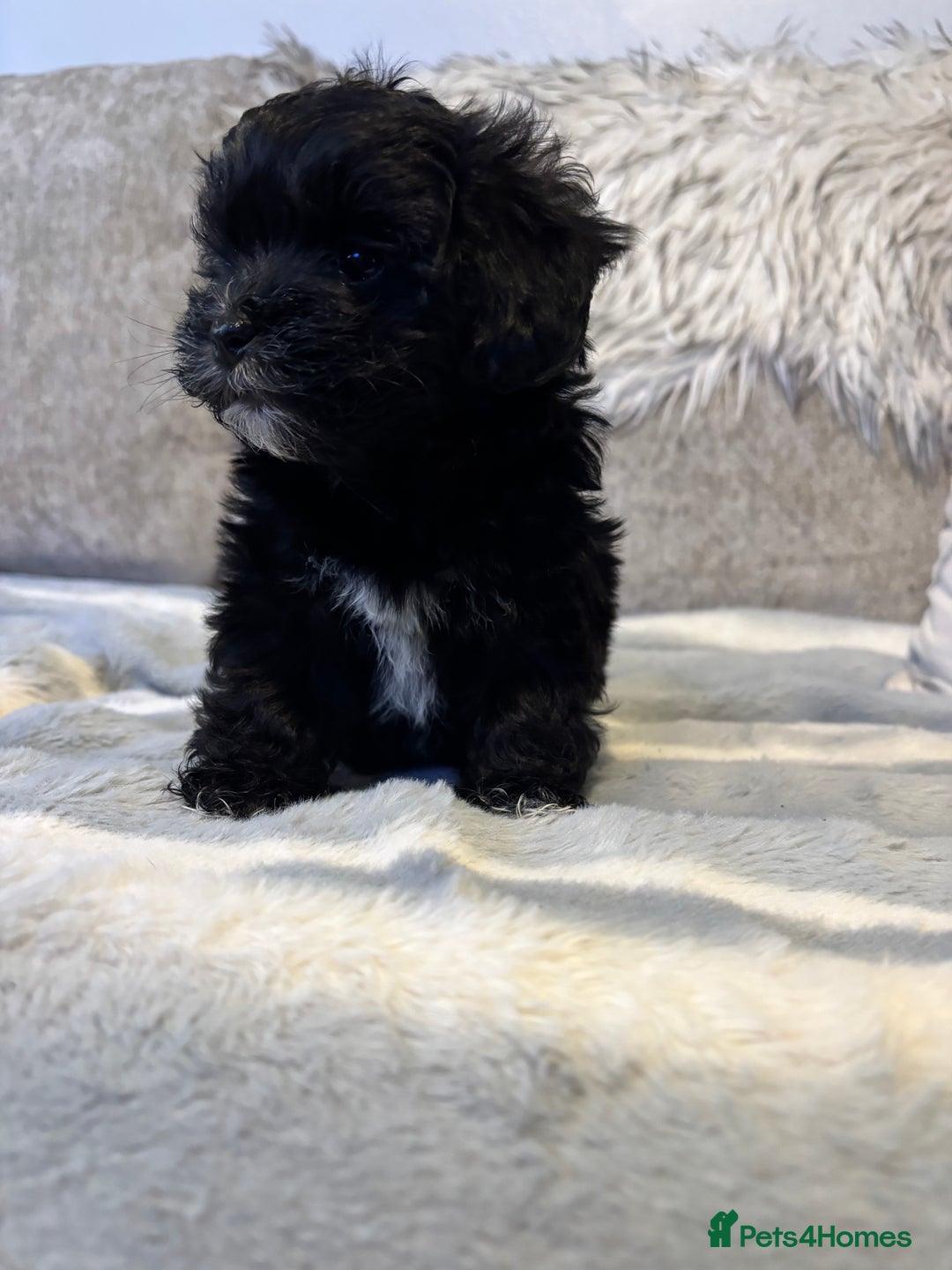 Maltipoo dogs for sale: Beautiful little maltipoo  - Advert 28